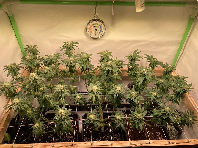 Growreport Bild 1