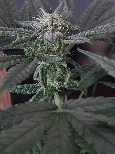 Growreport Bild 5