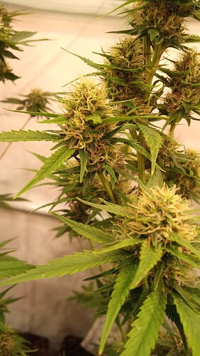 Growreport Bild 4