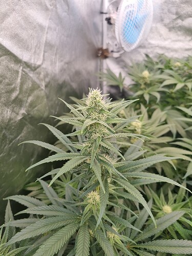 Growreport Bild 19