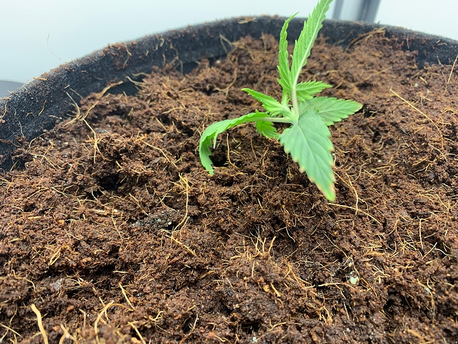 Growreport Bild 5