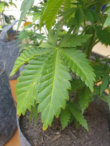 Growreport Bild 18