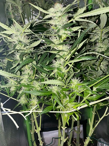 Growreport Bild 17