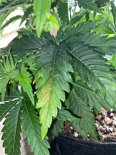 Growreport Bild 1