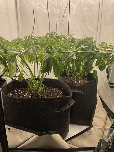 Growreport Bild 3