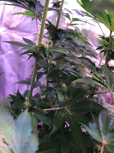 Growreport Bild 11
