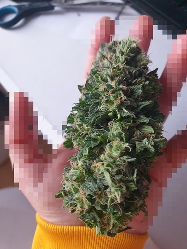 Growreport Bild 4