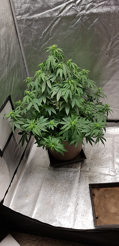 Growreport Bild 3