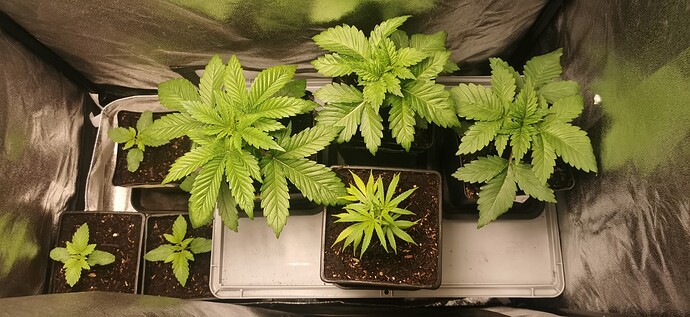 Growreport Bild 22