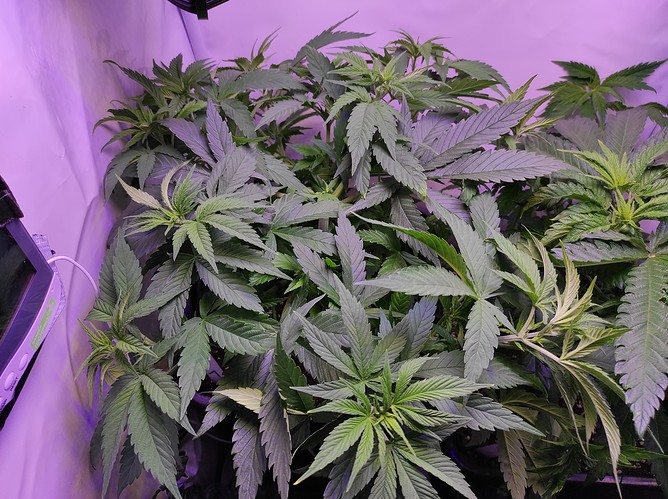 Growreport Bild 5