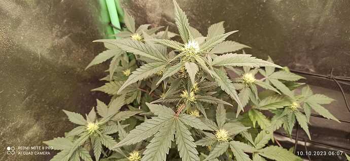 IMG-20231010-WA0011