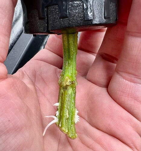 Growreport Bild 6