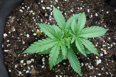 Ein junger Cannabissämling mit mehreren Blättern in einem dunklen Topf mit Erde.