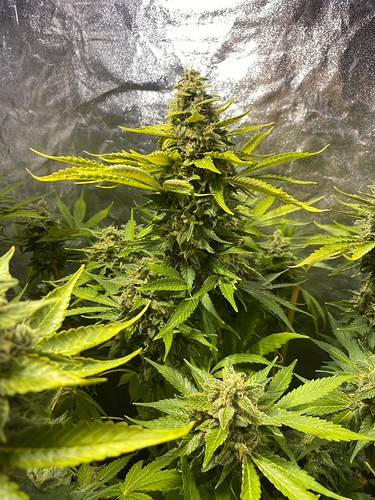 Growreport Bild 15