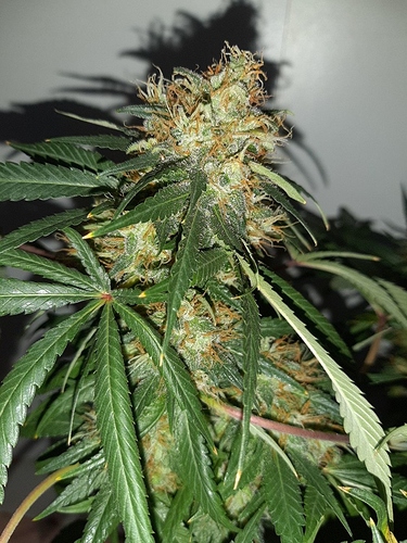 Growreport Bild 6