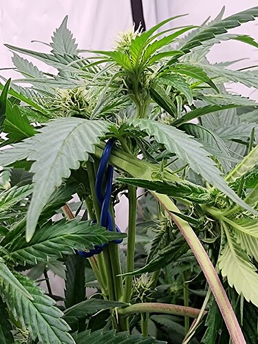 Growreport Bild 107