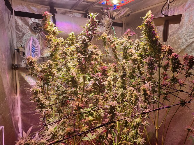 Growreport Bild 6