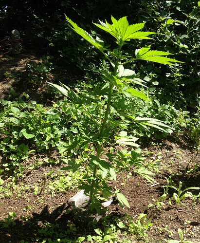 Growreport Bild 3