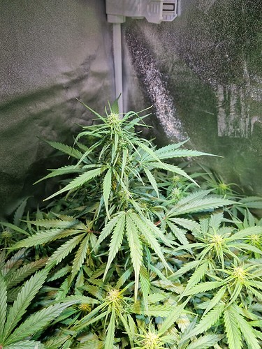 Growreport Bild 6