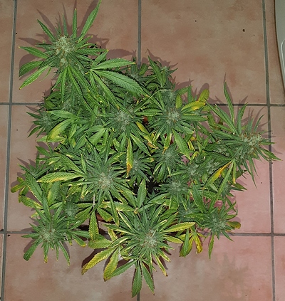 Growreport Bild 5