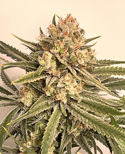 Growreport Bild 13