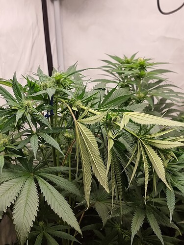 Growreport Bild 106