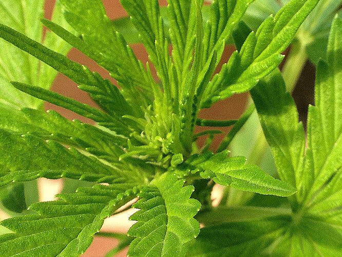 054_AutoBluete05_GCA