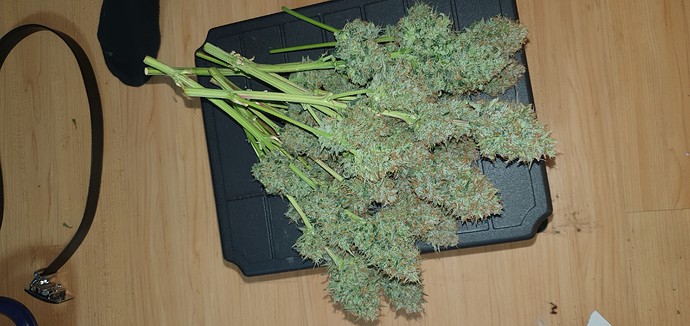 Growreport Bild 3