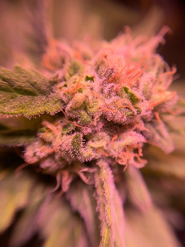 Growreport Bild 9