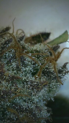 Growreport Bild 3