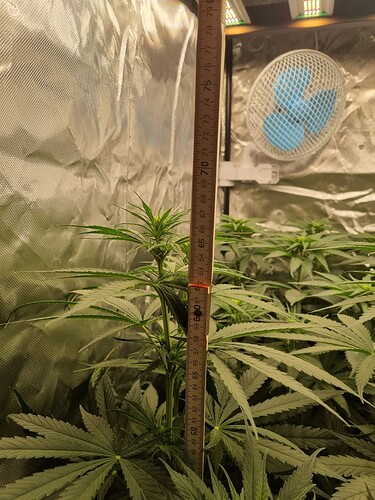 Growreport Bild 33