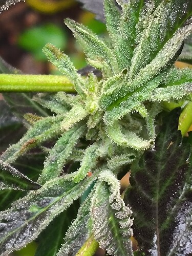 Growreport Bild 4