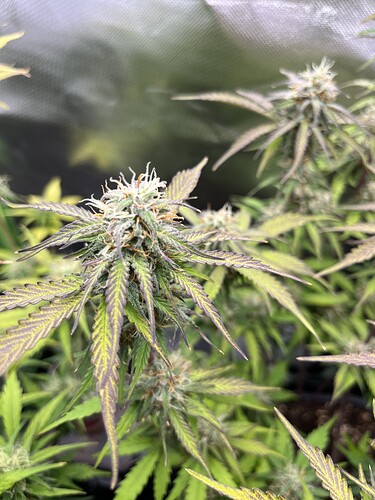 Growreport Bild 5