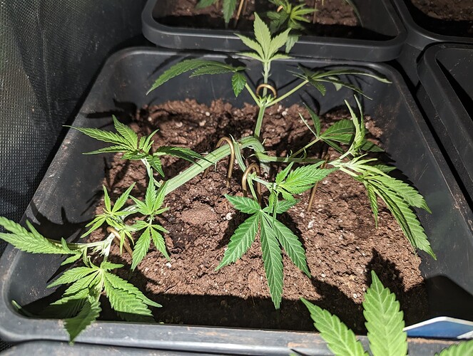 Growreport Bild 5