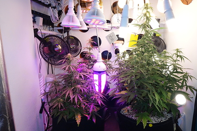 Growreport Bild 4