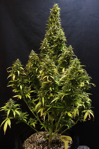 Growreport Bild 2