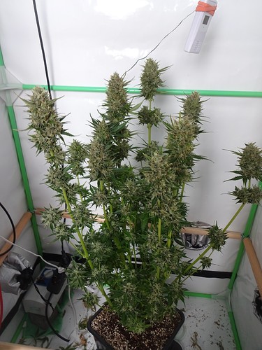 Growreport Bild 11