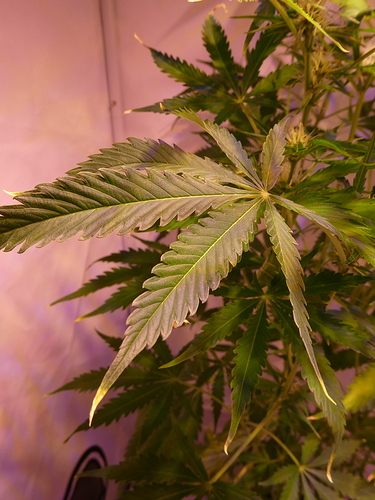 Growreport Bild 4