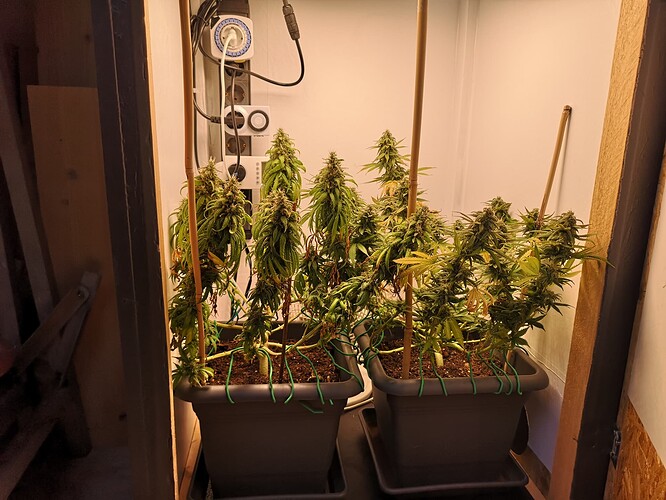 Growreport Bild 2