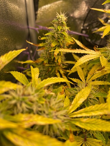 Growreport Bild 3