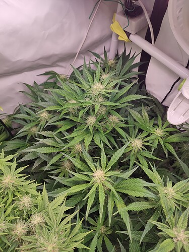 Growreport Bild 45