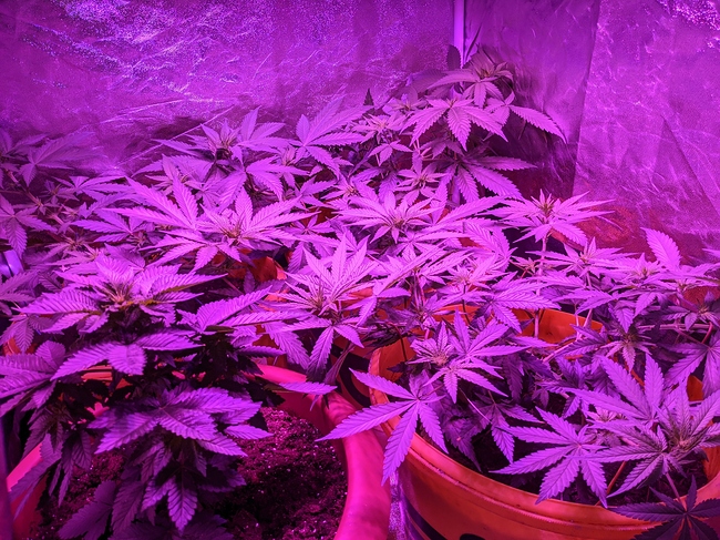 Growreport Bild 4