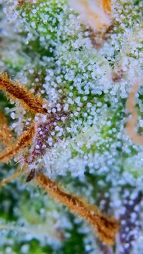 Growreport Bild 12