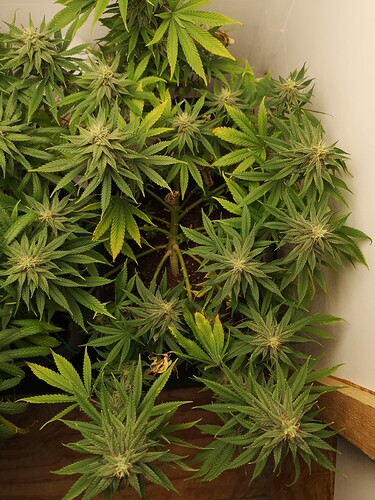 Growreport Bild 3