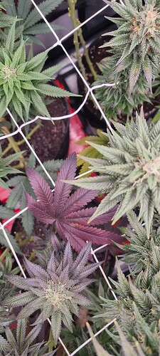 Growreport Bild 60