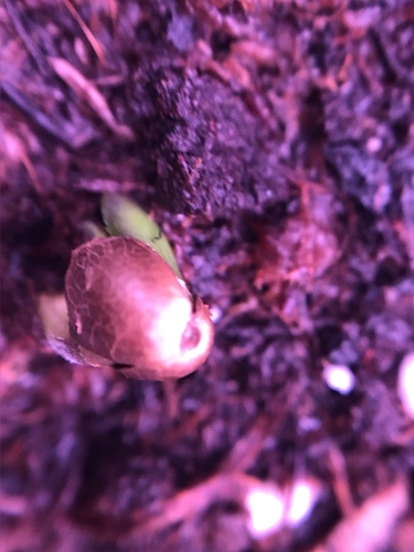 Growreport Bild 34