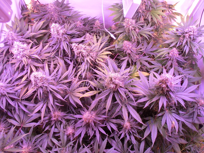 Growreport Bild 5