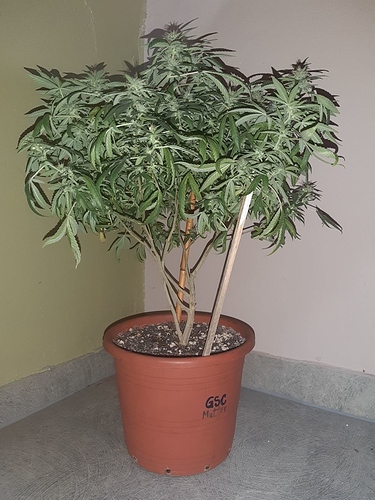 Growreport Bild 10