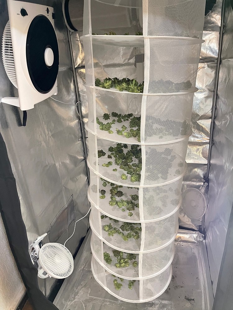 Erster Grow, 300W Lumatek LED 100x100cm Zelt 8 Töpfe 4 Verschiedene Seeds