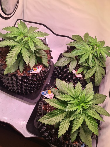 Growreport Bild 2